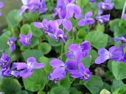 Viola Odorata sweet violet 25 seeds